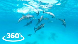 野生海豚 VR 360 视频体验