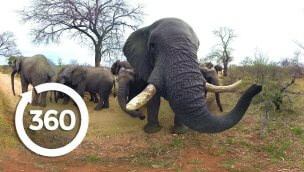 濒临灭绝的大象 360 度视频