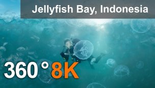 360 度视频 Jellyfish Bay Raja Ampat Indonesia 8K 水下视频