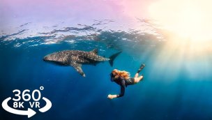 8K 360 水下 VR 体验与鲸鲨一起游泳