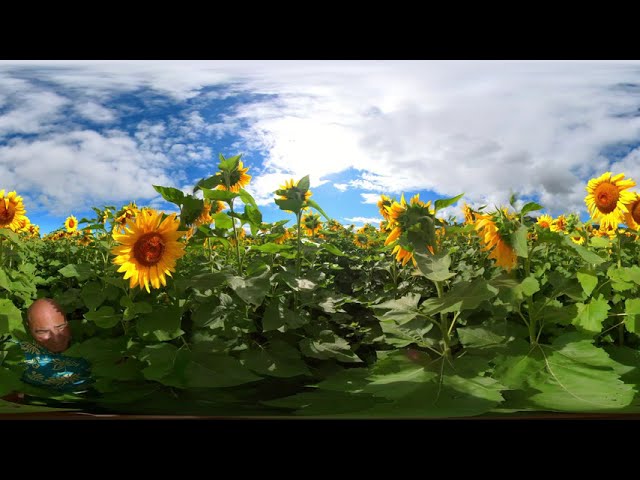 Corteva Agriscience Hawaii 360-degree Virtual Reality Sunflower Tour