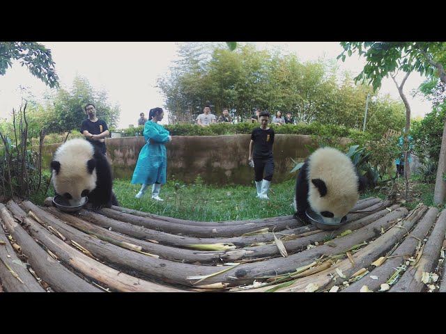 360 Chengdu Panda Base China 8K aerial video