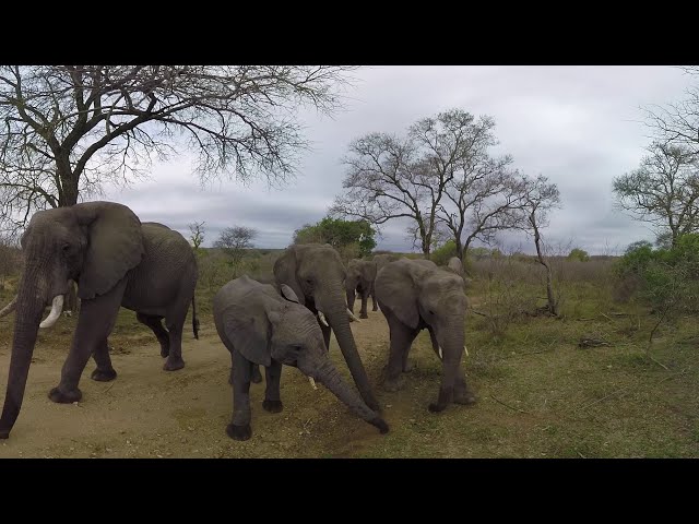 Elephants on the Brink  Racing Extinction 360 Video