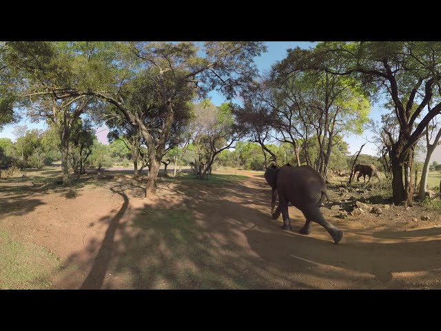 Elephants on the Brink  Racing Extinction 360 Video