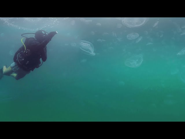 360 video Jellyfish Bay Raja Ampat Indonesia 8K underwater video