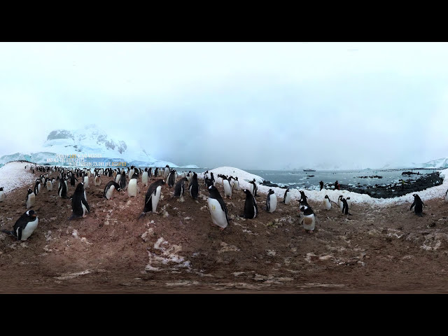 360 Antarctica - Unexpected Snow  National Geographic