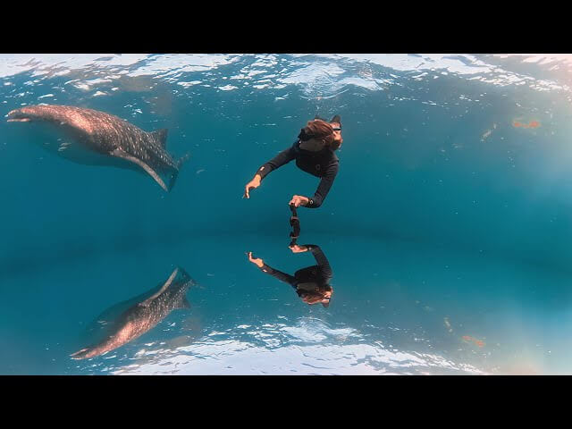 8K 360 Underwater VR Experience: Swimming with Whale Sharks