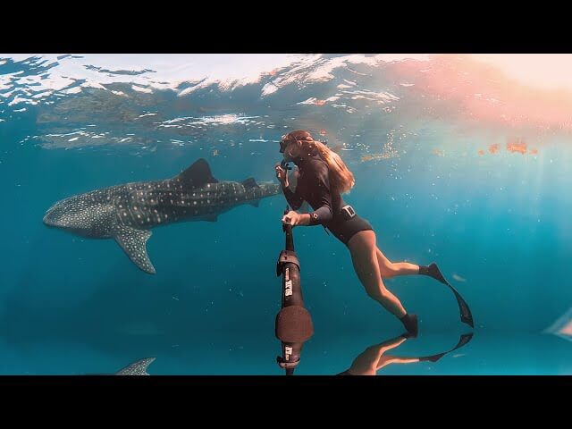 8K 360 Underwater VR Experience: Swimming with Whale Sharks