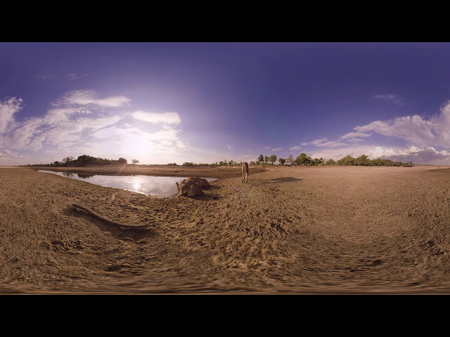 Lions 360  National Geographic