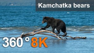 克罗诺茨基保护区 8K 视频中的 360 度熊之旅