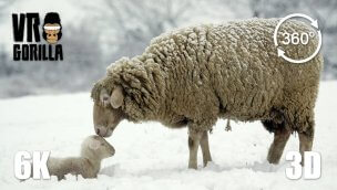 荷兰雪冬中的绵羊和羔羊 VR  6K 3D 360 视频