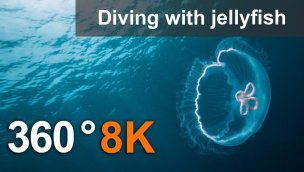 360 度潜水与水母 8K 水下视频