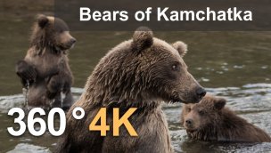 堪察加Kambalnaya河360只熊4K航拍视频