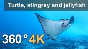 360 度潜水与乌龟黄貂鱼和水母 4K 水下视频