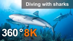 在女王鲨鱼花园 360 度潜水 8K 水下视频
