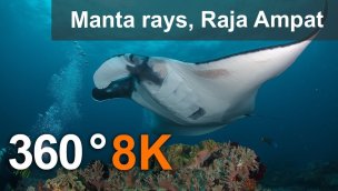 与 Manta Ray Raja Ampat 一起潜水 8K 水下 360 度视频