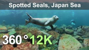 与斑海豹一起潜水 日本海 俄罗斯 水下 360 度 12K 视频