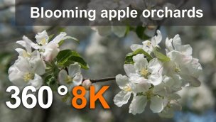 360 度盛开的苹果园莫斯科 Kolomenskoye 8K 视频