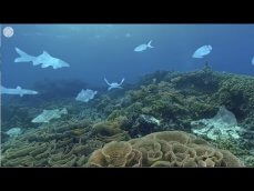 VR 360保护坦桑尼亚珊瑚礁 WCS