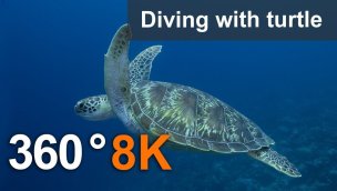 海龟360度潜水8K水下视频