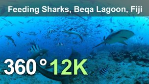 喂鲨鱼贝卡泻湖斐济水下 360 度 12K 视频