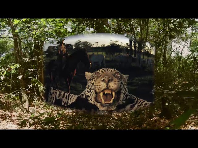 Brazils Disappearing Wild Jaguars 360图2