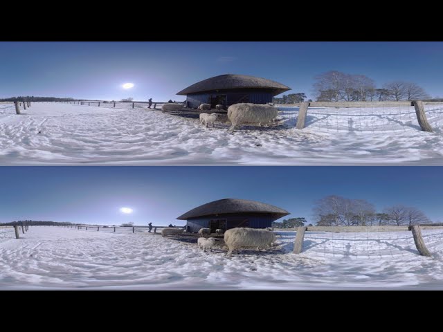 Sheep and Lambs in the Snow Winter in the Netherlands VR - 6K 3D 360 Video
