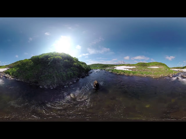 360 Bears of Kamchatka Kambalnaya River 4K aerial video图2