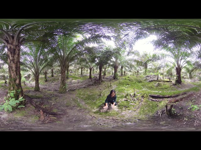 100 Million Trees for Borneo EN  Virtual Reality  360 Degree