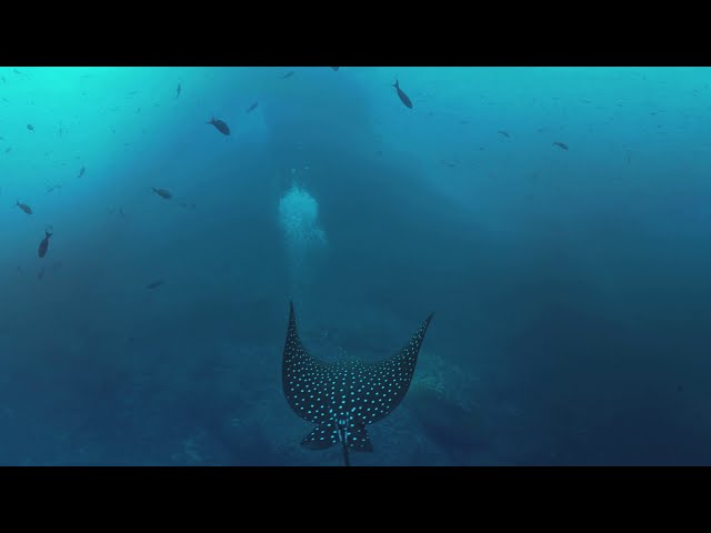 360 Diving with turtle stingray and jellyfish 4K underwater video