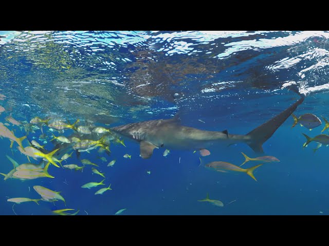360 Diving in the Gardens of the Queen Sharks 8K Underwater video