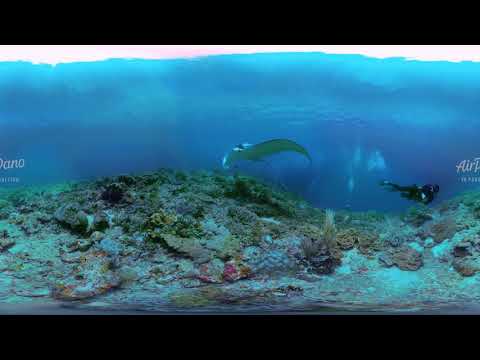 Diving with Manta Ray Raja Ampat  8K underwater 360 video