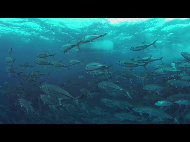 360 video Among thousand fishes Diving with Caranx 8K Underwater video