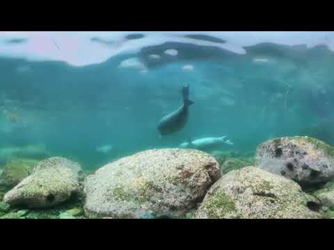 Diving with Spotted Seals Sea of Japan Russia Underwater 360 video in 12K