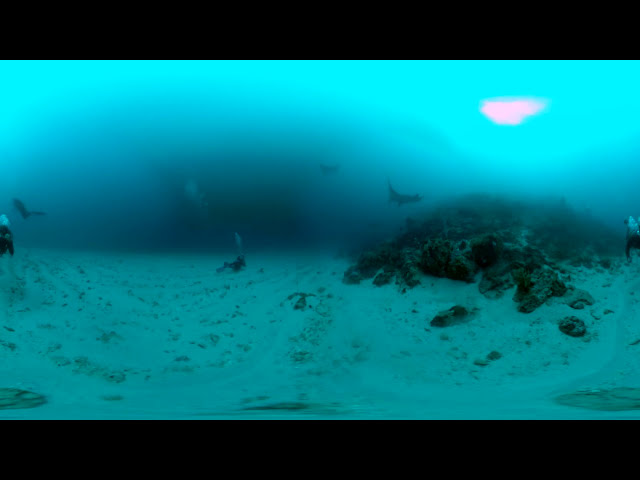 Giant Reef Manta Ray Komodo Indonesia - 360 VR Video