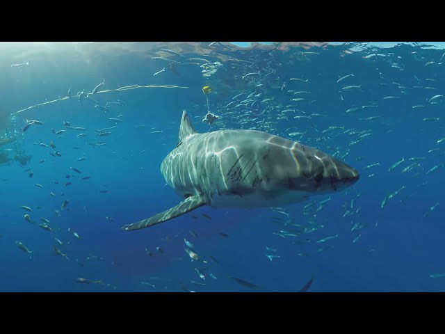 360 Diving with great white shark 8K underwater video