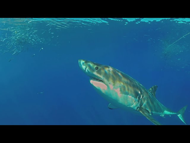 360 Diving with great white shark 8K underwater video