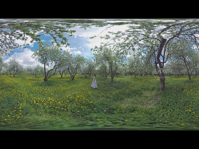 360 Blooming apple orchards Moscow Kolomenskoye 8K video图3