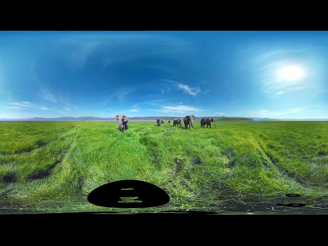 Surrounded by Wild Elephants in 4k 360图1