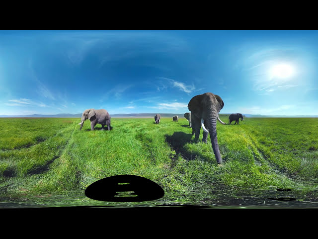 Surrounded by Wild Elephants in 4k 360图2