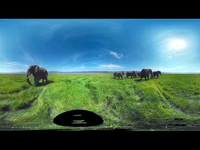 Surrounded by Wild Elephants in 4k 360图3