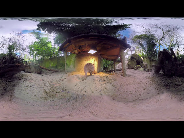 Meet The Meerkats - 360 VR Video