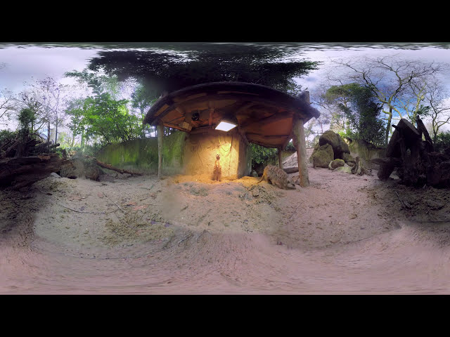 Meet The Meerkats - 360 VR Video