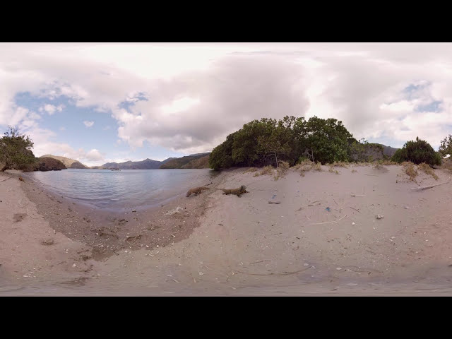 Komodo Dragons On Rinca Island - 360 VR Video