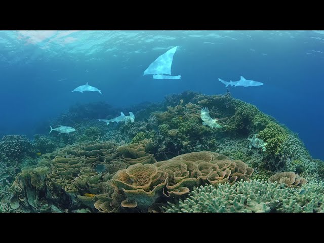 VR 360: Protecting Tanzanias Reefs  WCS