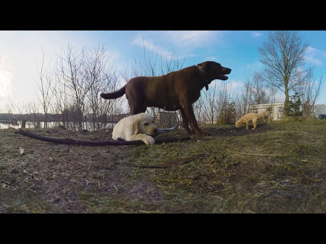 Labrador Retriever Puppies Playing - 6K 360 VR Video
