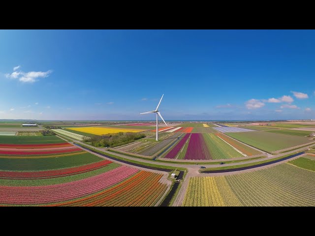 360 Holland The country of tulips 5K aerial video图1