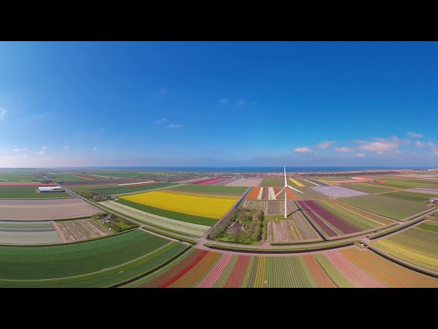360 Holland The country of tulips 5K aerial video图2