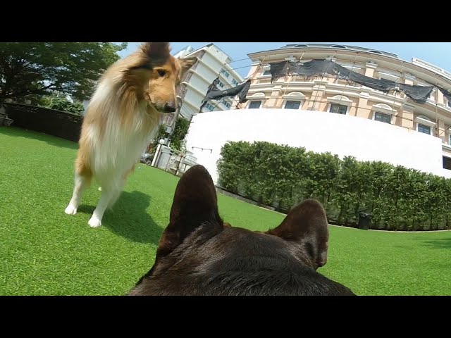 360 Camera on a Dog Madventure 360图1