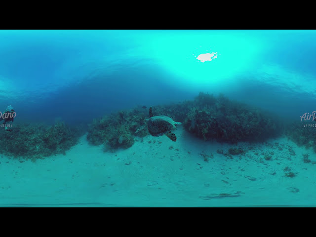 360 Diving with turtle 8K Underwater video